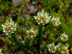 Euchaetis longibracteata