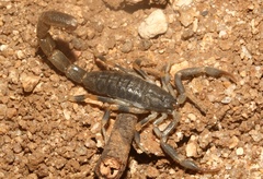 Uroplectes flavoviridis