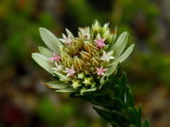 Euchaetis longibracteata