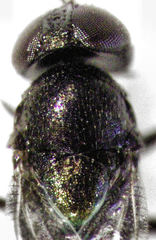 Coccidoctonus dubius