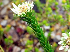 Euchaetis longibracteata