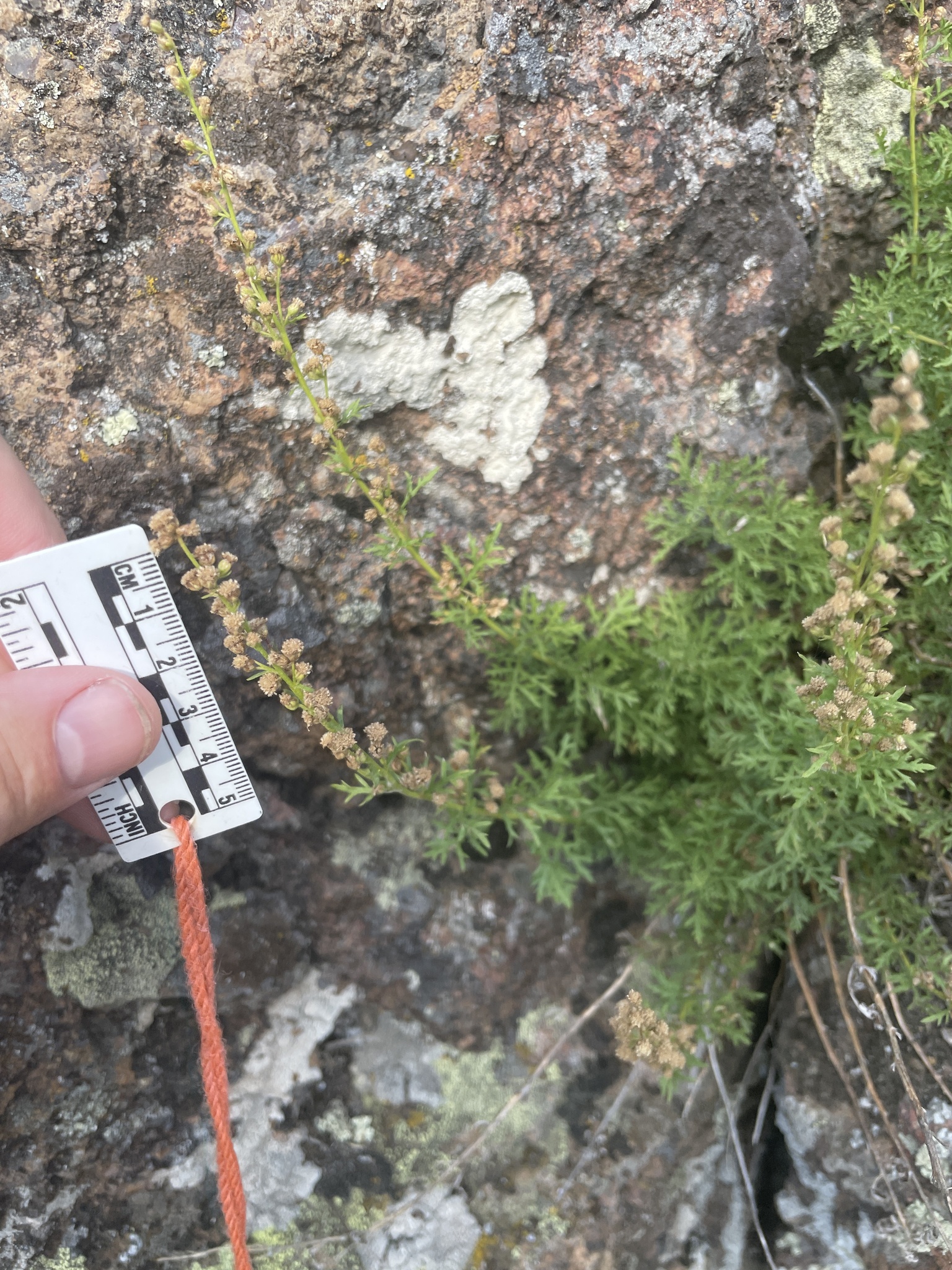 Artemisia packardiae