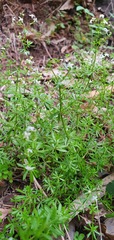 Galium productum image