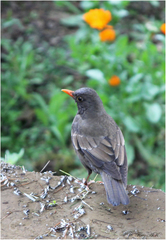 Turdus boulboul