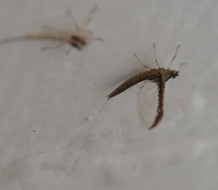 Callibaetis pretiosus