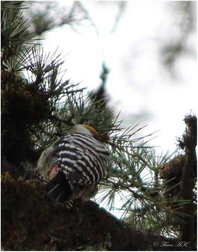 Dendrocoptes auriceps