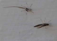 Callibaetis pretiosus