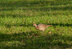 Phasianus colchicus formosanus