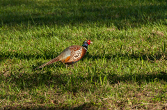 Phasianus colchicus formosanus