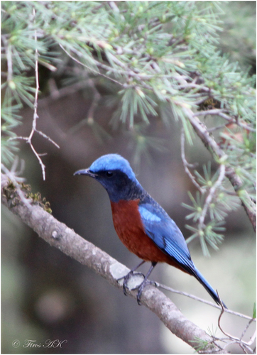 Monticola rufiventris