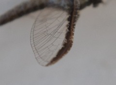 Callibaetis pretiosus