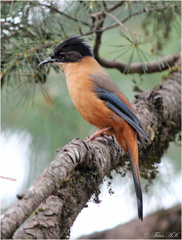 Heterophasia capistrata