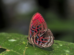 Paralaxita damajanti