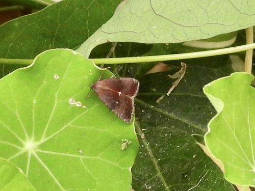 Wedgling Moth, 1557 19th St, Manhattan Beach, CA 90266, USA, photo 8 of 10