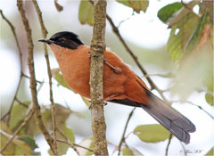 Heterophasia capistrata