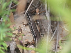 Ctenotus labillardieri