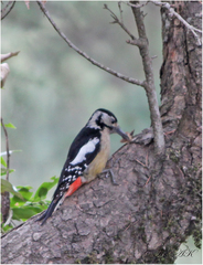 Dendrocopos himalayensis