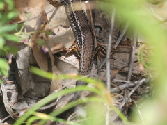 Ctenotus labillardieri
