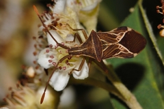Cletoliturus lituripennis