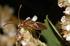 Cletoliturus lituripennis