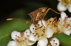 Cletoliturus lituripennis