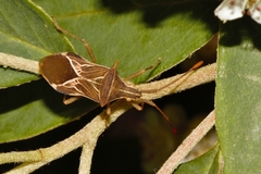 Cletoliturus lituripennis