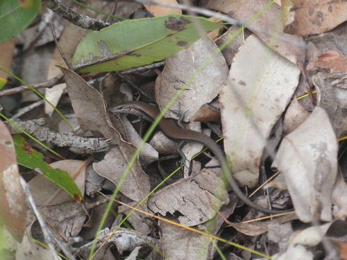Acritoscincus trilineatus