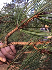 Pinus muricata