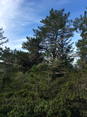 Pinus muricata