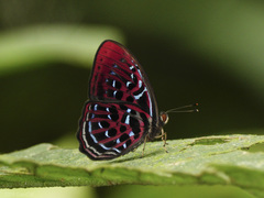 Paralaxita damajanti