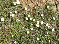 Dryas ajanensis