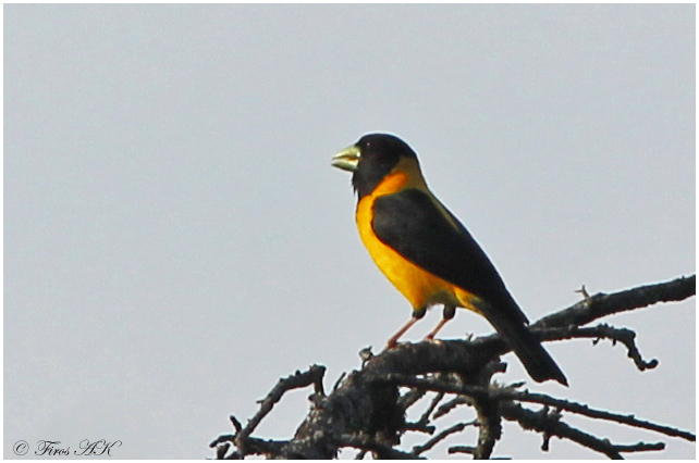 Collared Grosbeak (Mycerobas affinis), photo 6