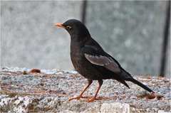 Turdus boulboul