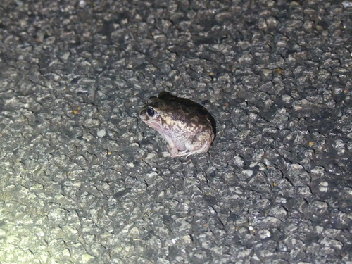 Heleioporus eyrei