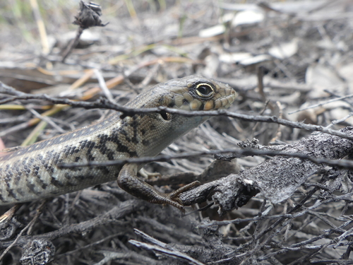 Liopholis pulchra