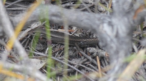 Shrubland Morethia Skink, Morethia obscura