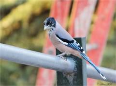 Garrulus lanceolatus