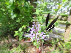Papilio polytes romulus