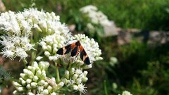 Dycladia