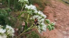 Dycladia