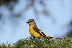 Pericrocotus brevirostris