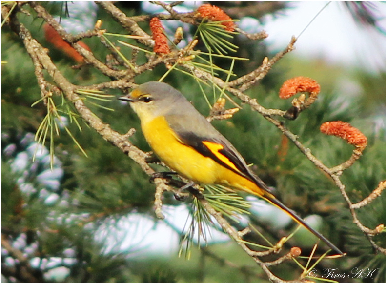 Short-billed Minivet