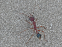 Myrmecia analis