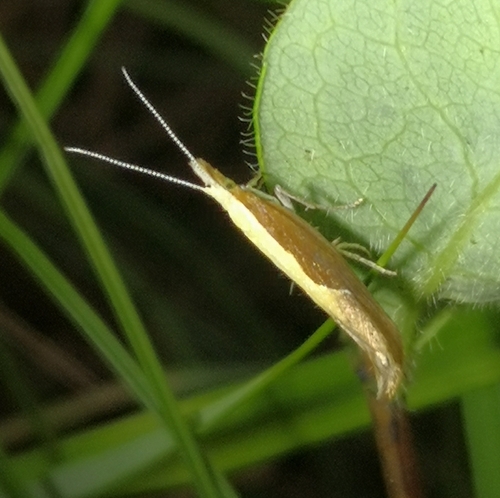 Honeysuckle Moth, 9166 Schiermonnikoog, Niederlande, photo 9 of 10