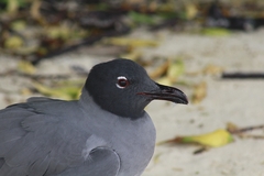 Lava Gull photo 3