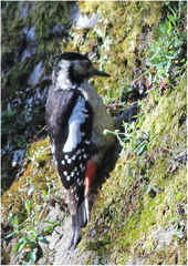 Dendrocopos himalayensis