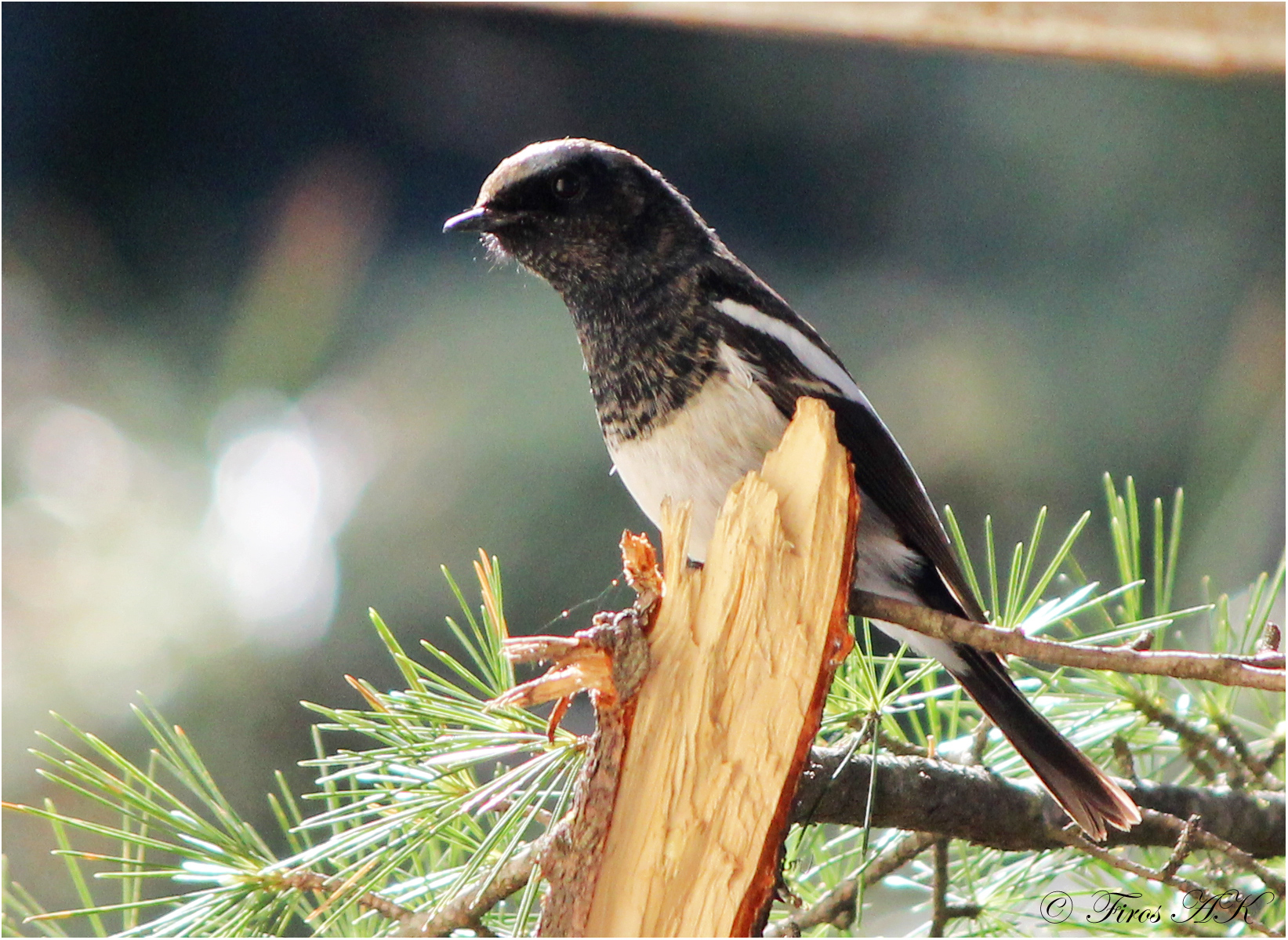 Blue-capped Redstart