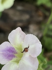 Thomisus spectabilis