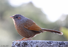 Trochalopteron lineatum