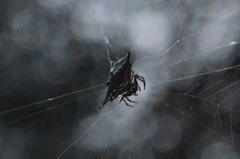 Gasteracantha diardi